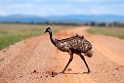 Emu.20101030_1836