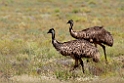 Emu.20101030_1841