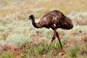 Emu.20101030_1877