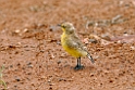 Gibberbird.20101030_1792