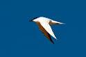 Gull-billed Tern.20101102_3097