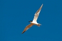 Gull-billed Tern.20101102_3098
