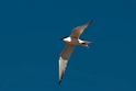 Gull-billed Tern.20101102_3100