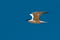 Gull-billed Tern.20101102_3101