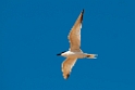 Gull-billed Tern.20101102_3110
