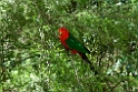 King Parrot.20101124_5314
