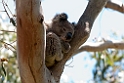 Koala Great Otway N.P.20101109_3564
