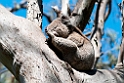 Koala Great Otway N.P.20101109_3593