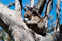 Koala Great Otway N.P.20101109_3595