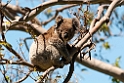 Koala Great Otway N.P.20101109_3608