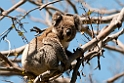 Koala Great Otway N.P.20101109_3611
