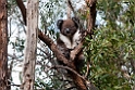 Koala.20101027_1760