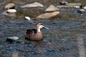 Pacific Black Duck.20101109_3660