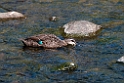 Pacific Black Duck.20101109_3666