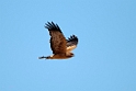 Spotted Harrier.20101102_3179