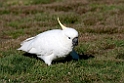 Sulphur-crested Cockatoo.20101109_3693