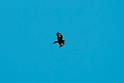 Wedge-tailed Eagle.20101101_2708