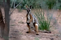 Yellow-footed Rock Wallaby.20101104_3243