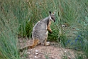 Yellow-footed Rock Wallaby.20101104_3247
