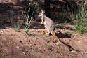 Yellow-footed Rock Wallaby.20101104_3248