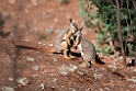 Yellow-footed Rock Wallaby.20101104_3251