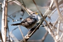Grey-sided Bush-warbler.20100429_0818