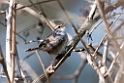 Grey-sisded Bush-warbler.20100429_0823