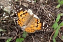 Painted Lady.20100503_0940