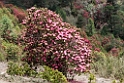 Rhododendron Chele La.20100424_0399