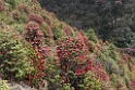 Rhododendron Chele La.20100424_0402