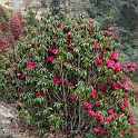 Rhododendron Chele La.20100424_0413