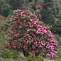 Rhododendron Chele La.20100424_0414