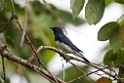 Blue-and-white Flycatcher.20110224_5477