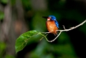 Blue-eared Kingfisher.20110227_6070