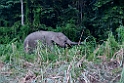 Elephant.20110224_5412