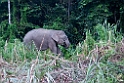 Elephant20110224_5419
