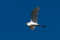Great Egret.20110304_6539