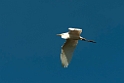 Great Egret.20110304_6553