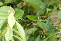 Lesser Green Leafbird.20110228_6123