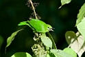 Lesser Green Leafbird.20110228_6171