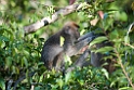 Macaque.20110225_5868