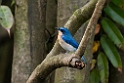 Malaysian Blue Flycatcher.20110225_5618