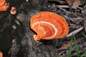 Mushroom.20110308_6883