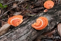 Mushrooms.20110308_6881