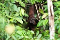 Orangutang.20110228_6096