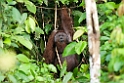 Orangutang.20110228_6100