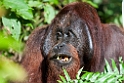 Orangutang.20110228_6209