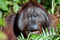 Orangutang.20110228_6219