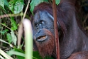Orangutang.20110228_6279