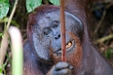 Orangutang.20110228_6282